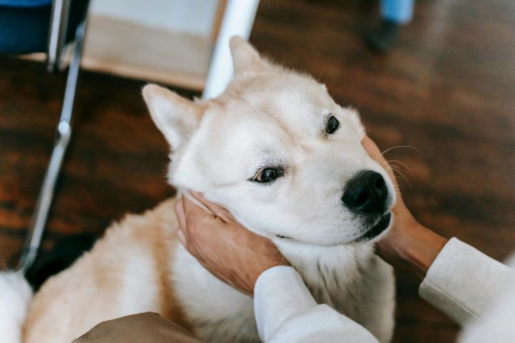 A non-aggressive akita sitting on the floor with human hands smushing its face.