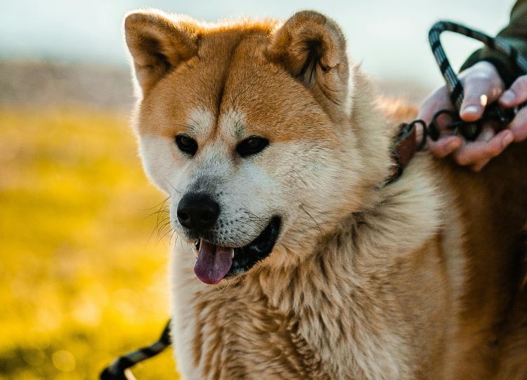 An Akita Inu dog looking forward while being held by the collar and leash by human hands.