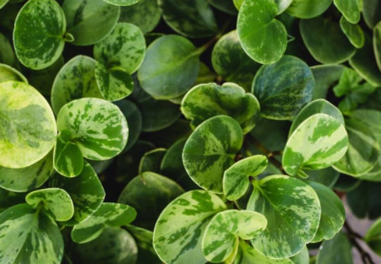 Close up of American rubber plant leaves that are non-toxic to cats.
