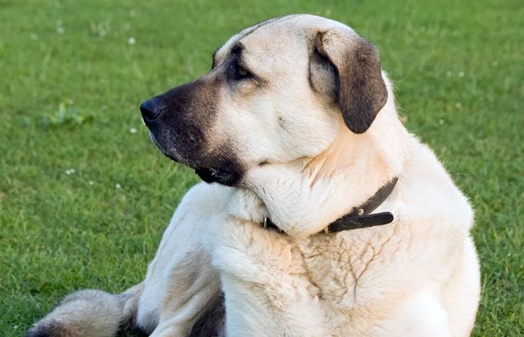 Close up of an Anatolian Shepherd Dog laying on green grass and looking to the side.