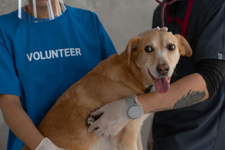 A volunteer at an animal shelter assisting with a medical exam for a shelter dog.