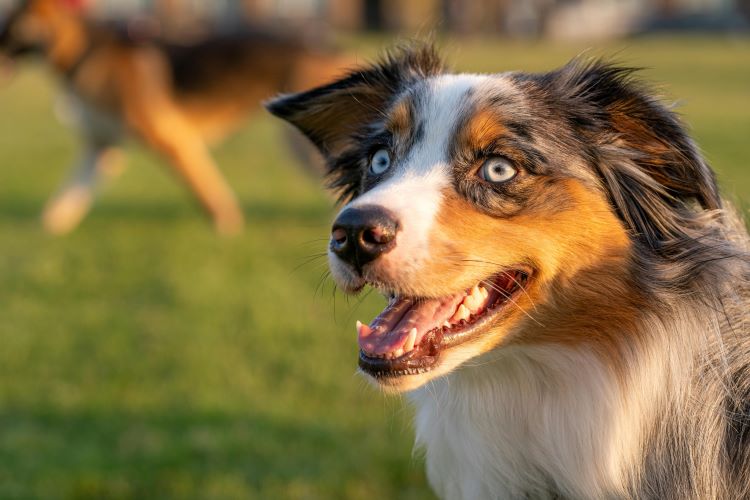 A dog with light blue eyes that are common in the Australian Shepherd breed.