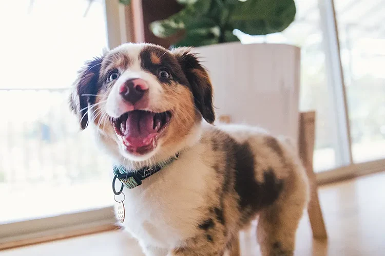 Australian Shepherd puppy
