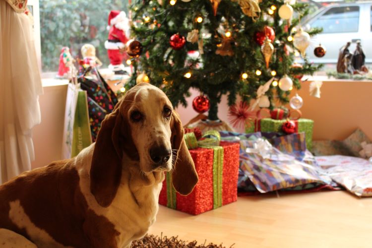 A non-stressed basset hound dog sitting in front of a decorated christmas tree with presents