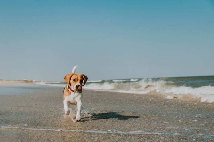 beagle-splashing-summer-seaside