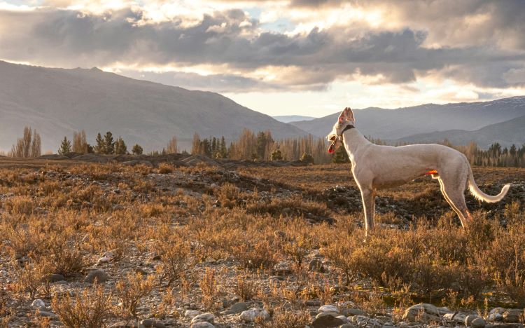 Beige Greyhound standing in a mountain desert looking at the sunset.