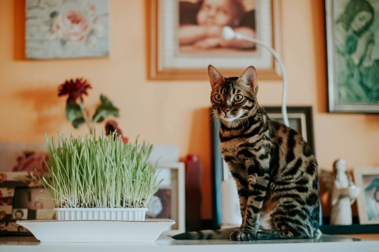 Bengal cat sitting next to cat grass on an indoor shelf.