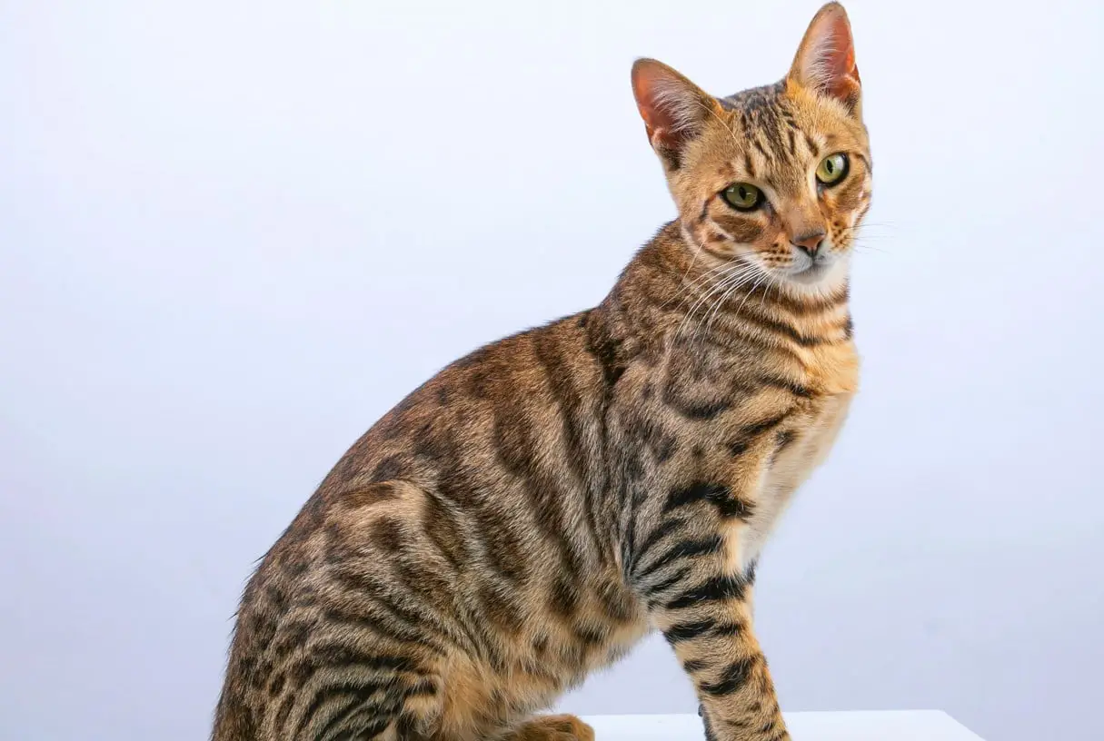 Bengal cat standing on a white table with a pale purple background.