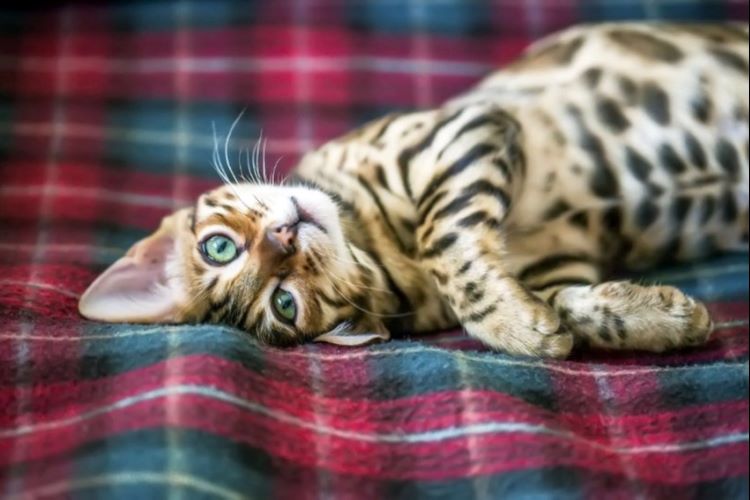 bengal-kitten-plaid-blanket