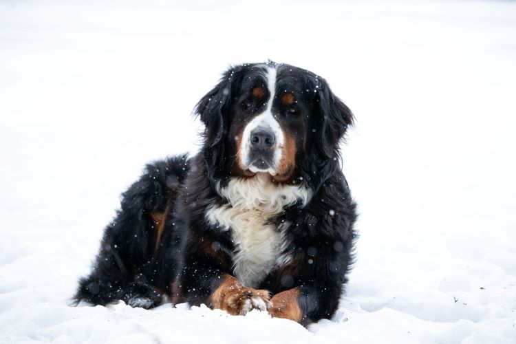 bernese-mountain-dog-snow