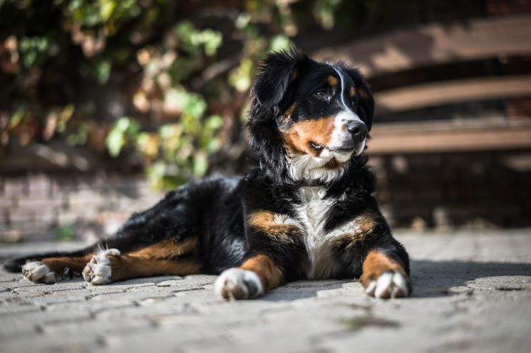 A Bernese Mountain Dog laying on gray stones outside.