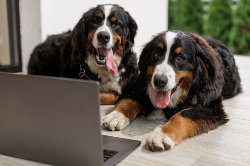 Bernese Mountains Dogs sitting in front of a laptop.