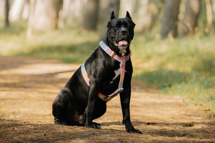A large black Cane Corso dog wearing a pink and rainbow harness sitting outdoors on a trail.