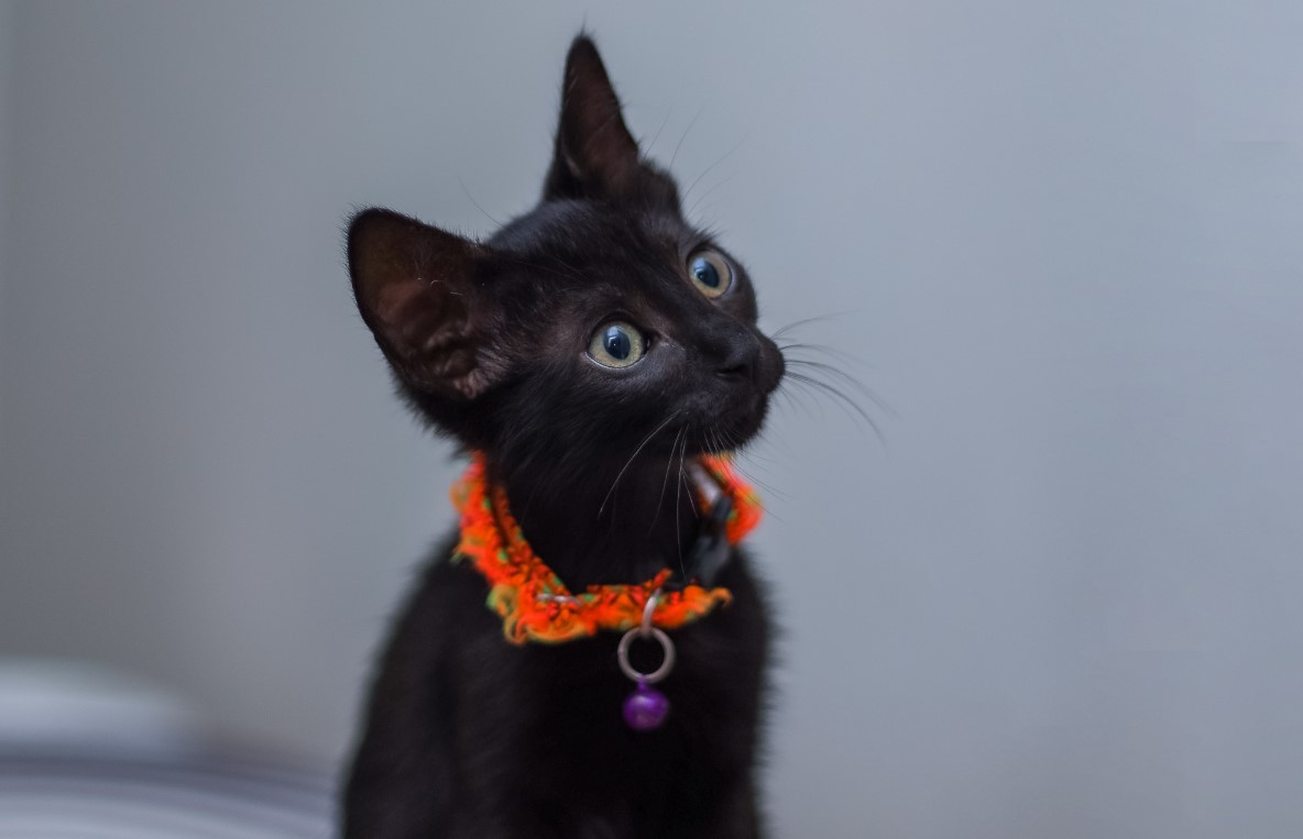 Black kitten sitting wearing in a festive Halloween orange and green collar with a purple bell