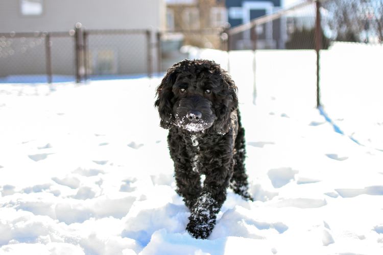 A black cockapoo standing outside in a snow-filled backyard in the sun.