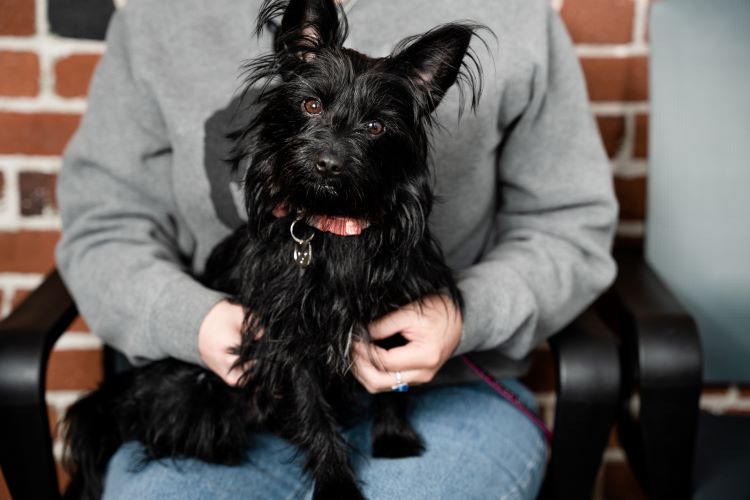 A small black dog sitting on their human's lap in a chair being comforted for canine stress.