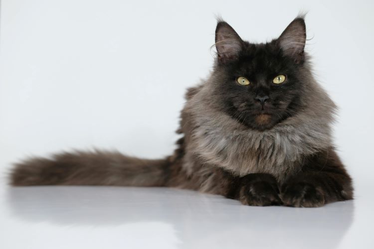 Black and gray Maine Coon cat laying down with head up, facing forward.