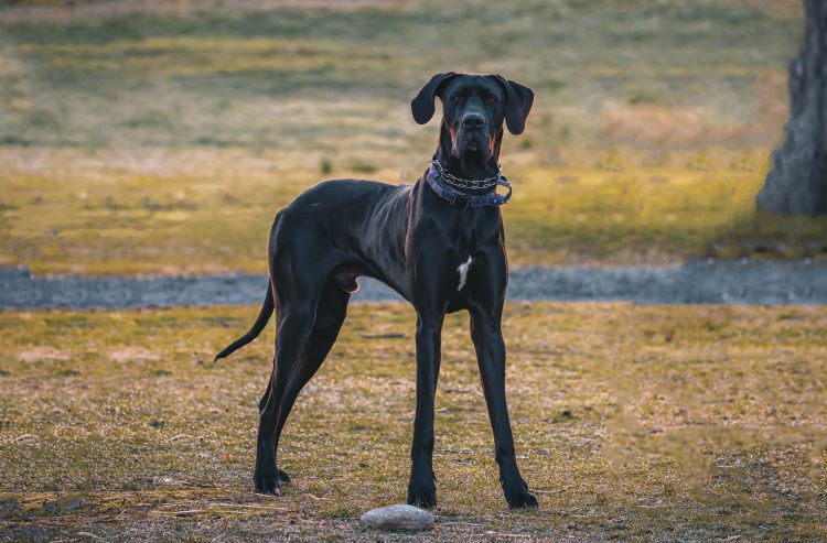 Black Great Dane standing outdoors looking forward
