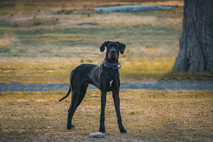 black-great-dane-standing