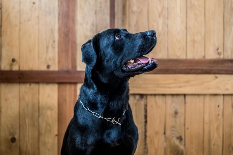 A black lab mix sitting in front of a wooden fence wearing a chain collar showing good dog behavior.