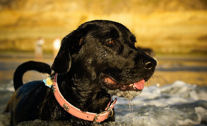Black Labrador Retriever swimming in water.