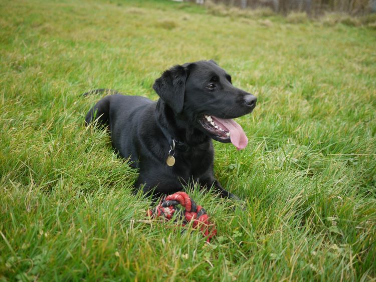 black-labrador-retriever-field