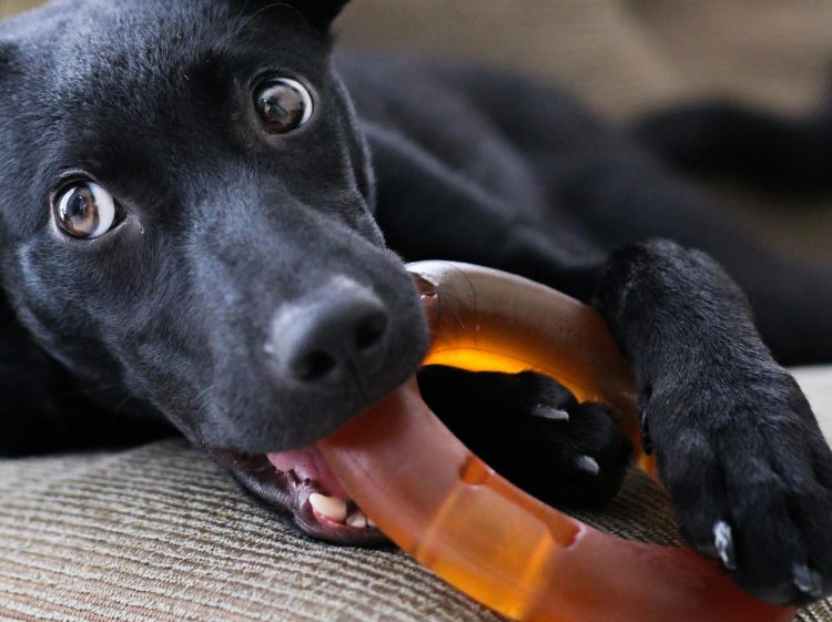 A black puppy laying down while biting an orange ring dog chew toy.