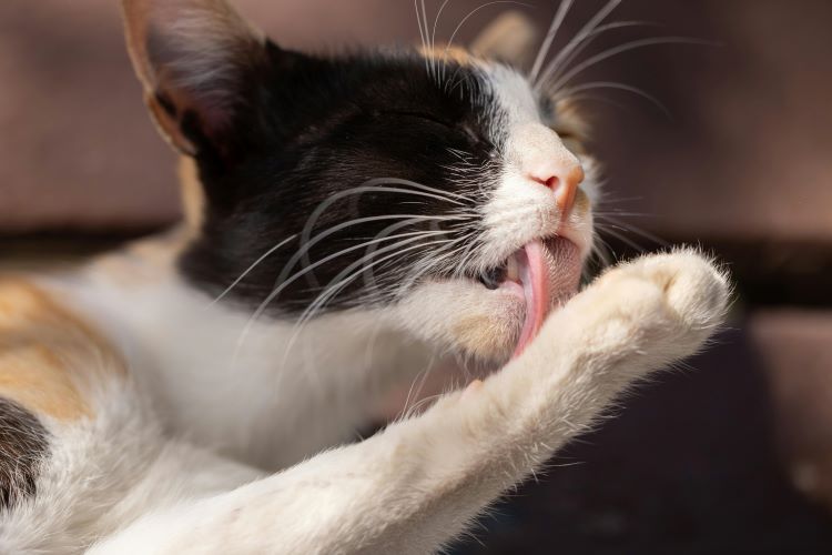A calico cat licking its paw as a sign of seasonal autumn allergies in cats.