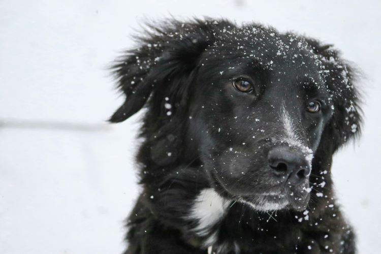 black-white-dog-snow