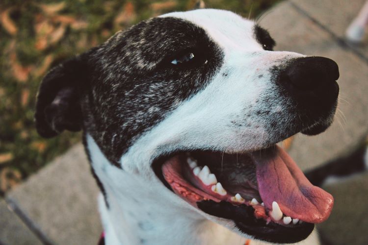 A happy black and white dog sitting outside with mouth open, tongue and teeth showing.