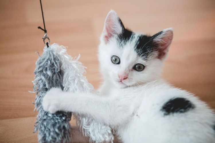 black-white-kitten-fuzzy-toy