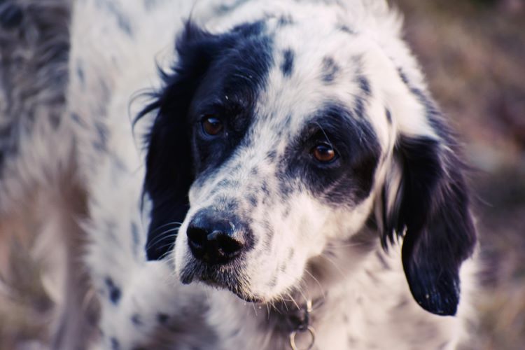 Close up of a sad, black and white missing dog looking for pet owner.