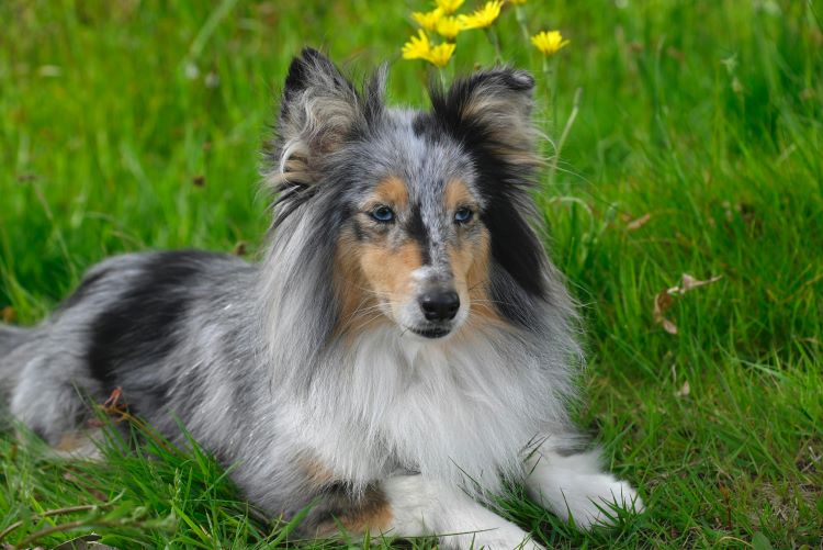 Blue-eyed Shetland Sheepdog with fluffy gray, brown and white fur laying in green grass.