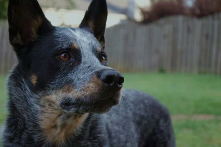 blue-heeler-dog