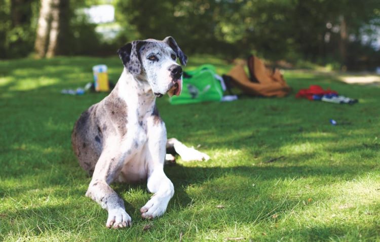 A blue merle great dane lounging outside on green grass with a relaxed expression.