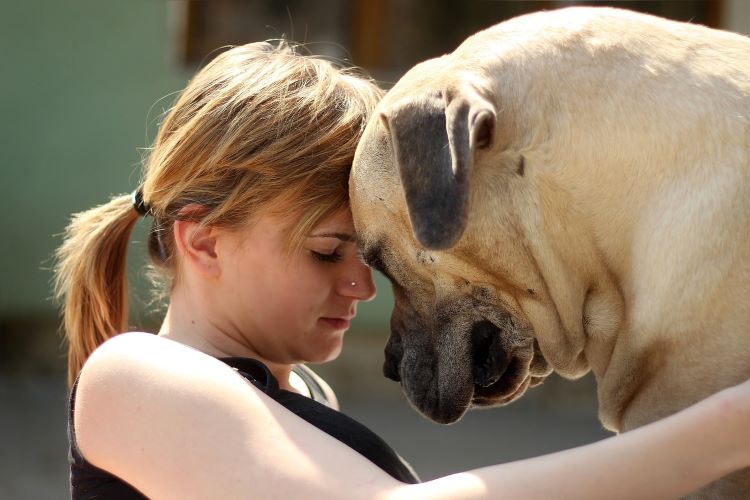 Close up of a female pet owner touching heads with a large Boerboel dog.
