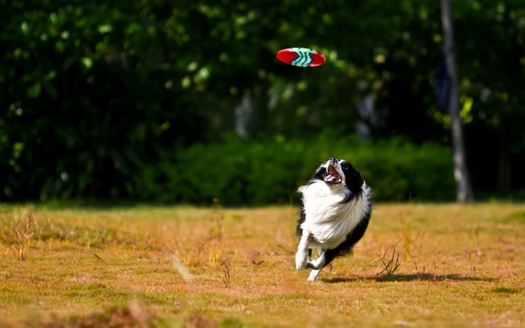 Border Collie running after a frisbee.