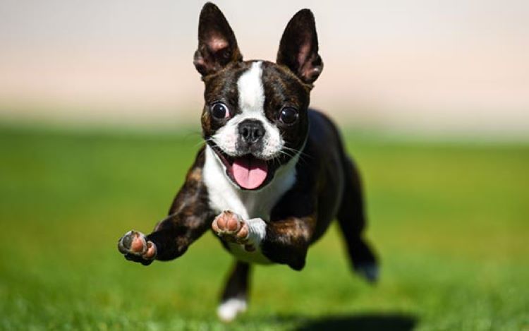 boston-terrier