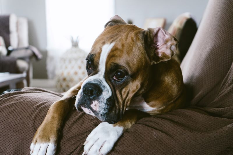 Boxer dog with a flat face sitting over the arm of a couch as an example of brachycephalic dog breeds.