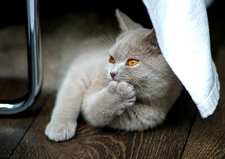 A gray and white British Shorthair cat gnawing on a paw while laying on the floor.