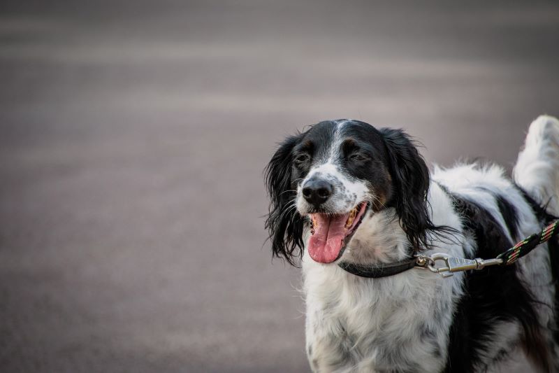 A happy black and white Brittany outside on a leash.