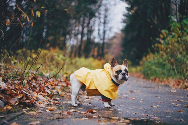 bulldog-rain-jacket-fall