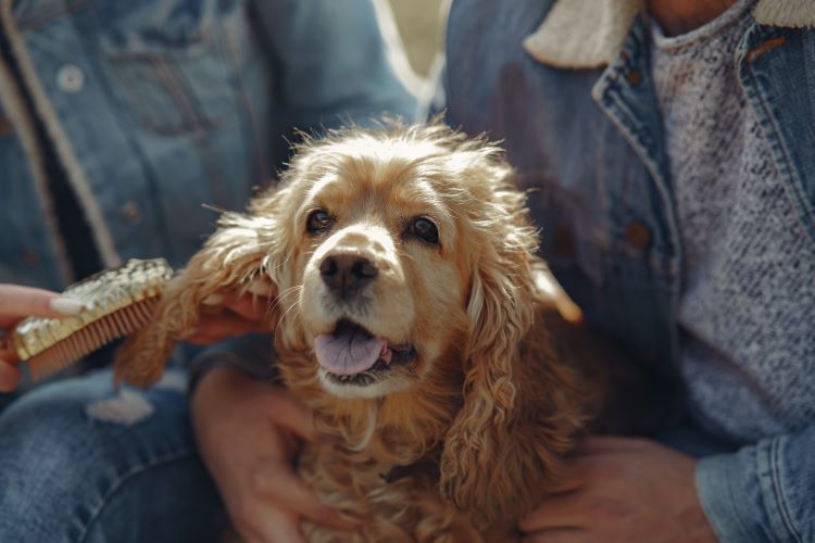 A calm cocker spaniel dog being brushed by two pet owners.
