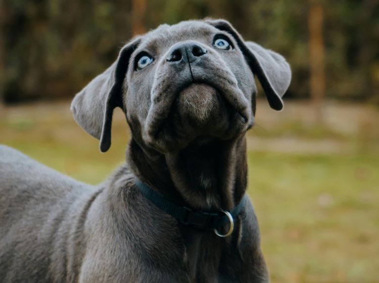 A Cane Corso puppy looking up with blue eyes.
