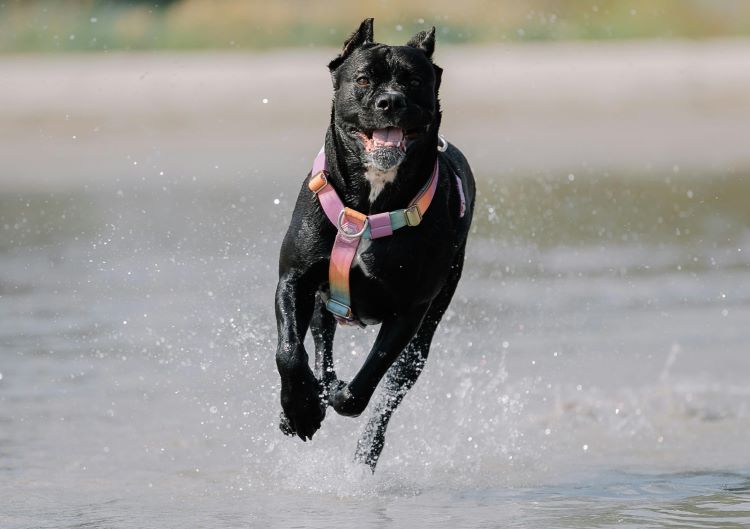 A Cane Corso in a rainbow harness running happily through water.