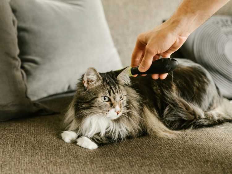 cat-brushing-couch