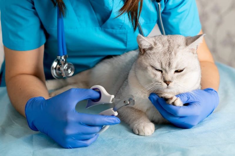 Professional cat claw trimming from a veterinarian as an alternative to declawing a cat.