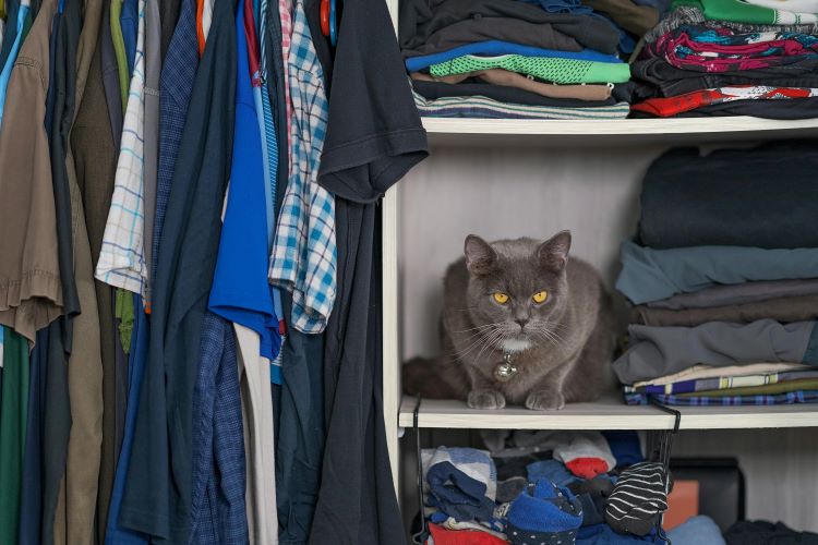 A gray cat exploring the inside of a closet during an indoor pet scavenger hunt.
