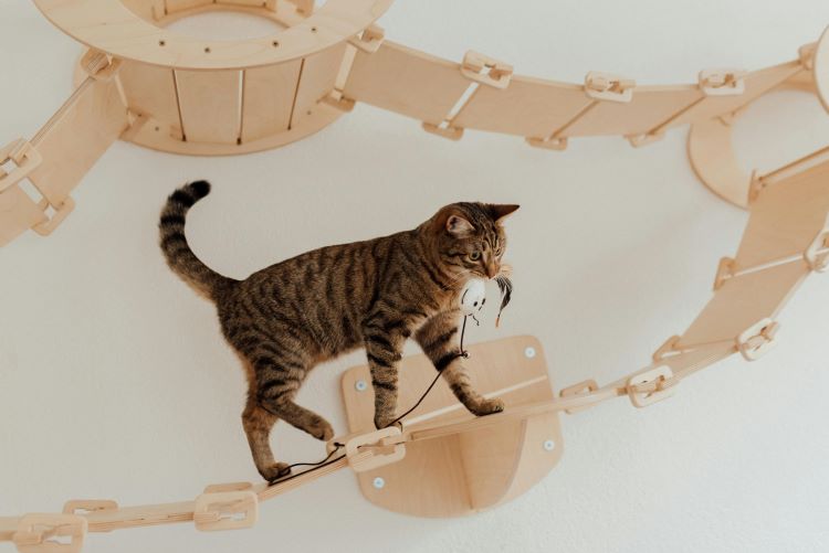 A tabby cat walking on a cat wall shelf exercise ladder.