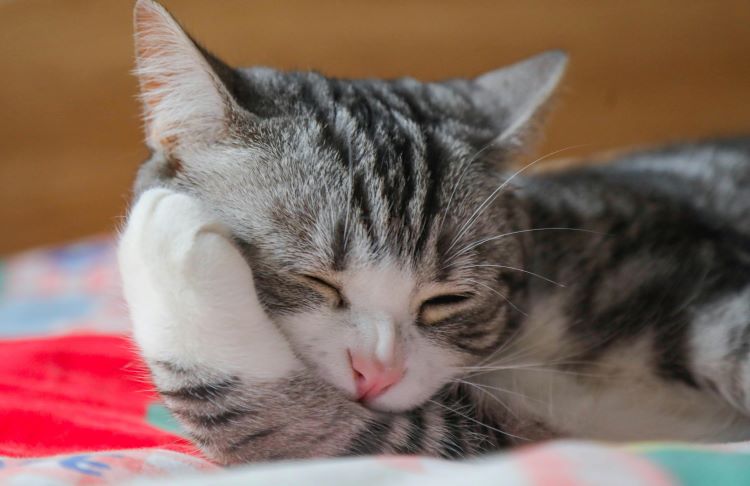 A gray and white tabby cat with a pink nose grooming itself after eating catnip.
